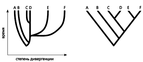 Филогенетические схемы