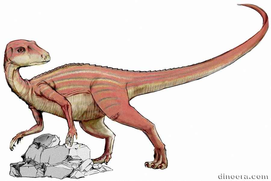 Abrictosaurus consors 01 cc