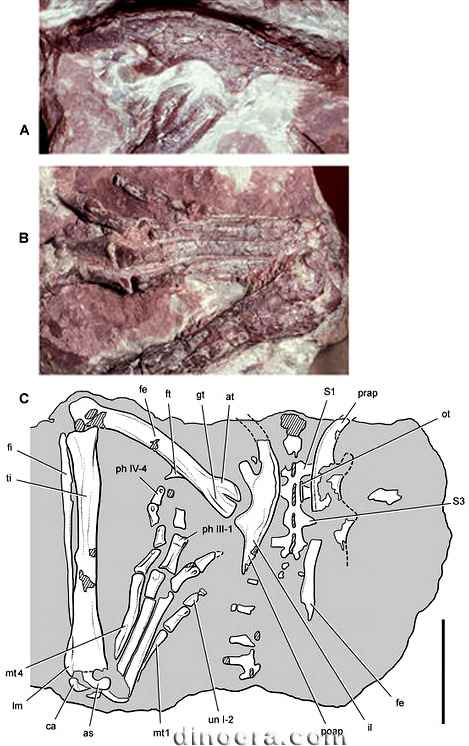 Abrictosaurus consors 24 cc