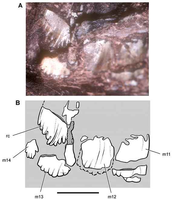 Abrictosaurus consors 33 cc