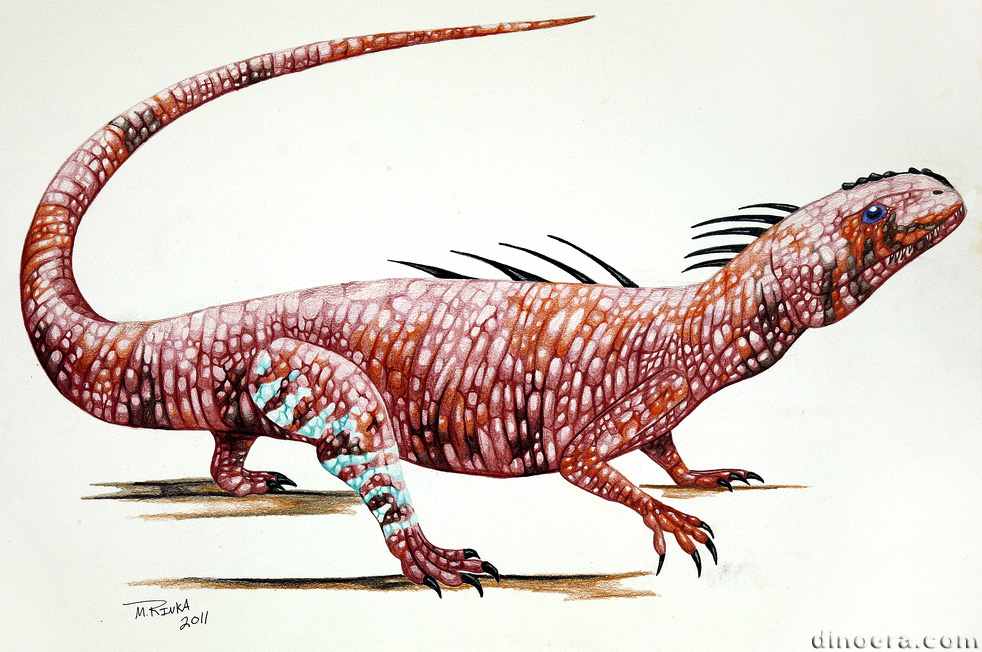 Acleistorhinus pteroticus Acleistorhinus pteroticus 01 by Matthew Rinka cc
