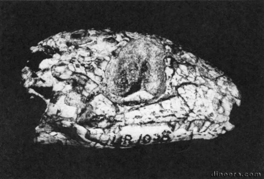 Acleistorhinus pteroticus 18 cc