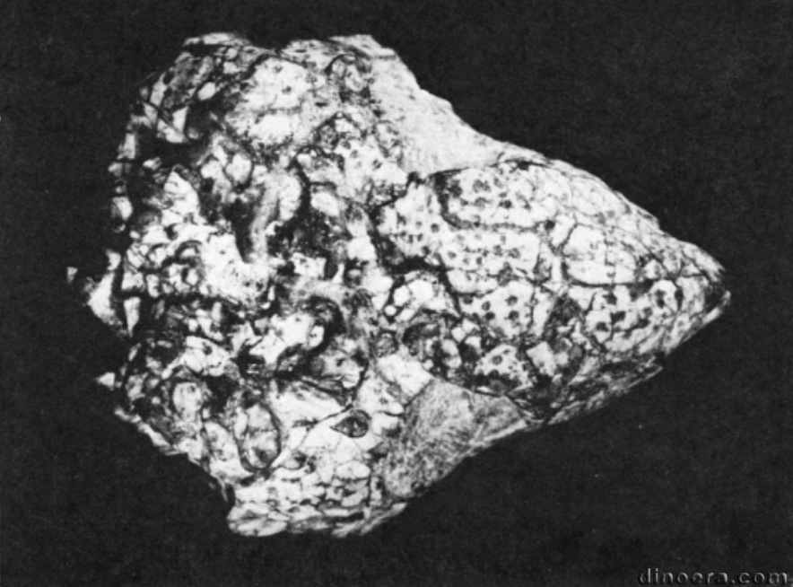 Acleistorhinus pteroticus 18a cc