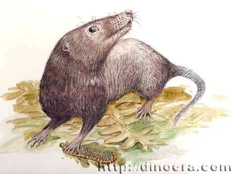 Adelobasileus cromptoni