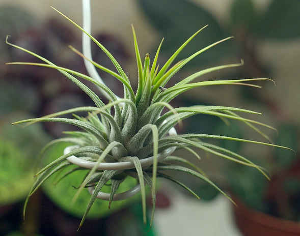 Aerophyt Tillandsia 01 cc