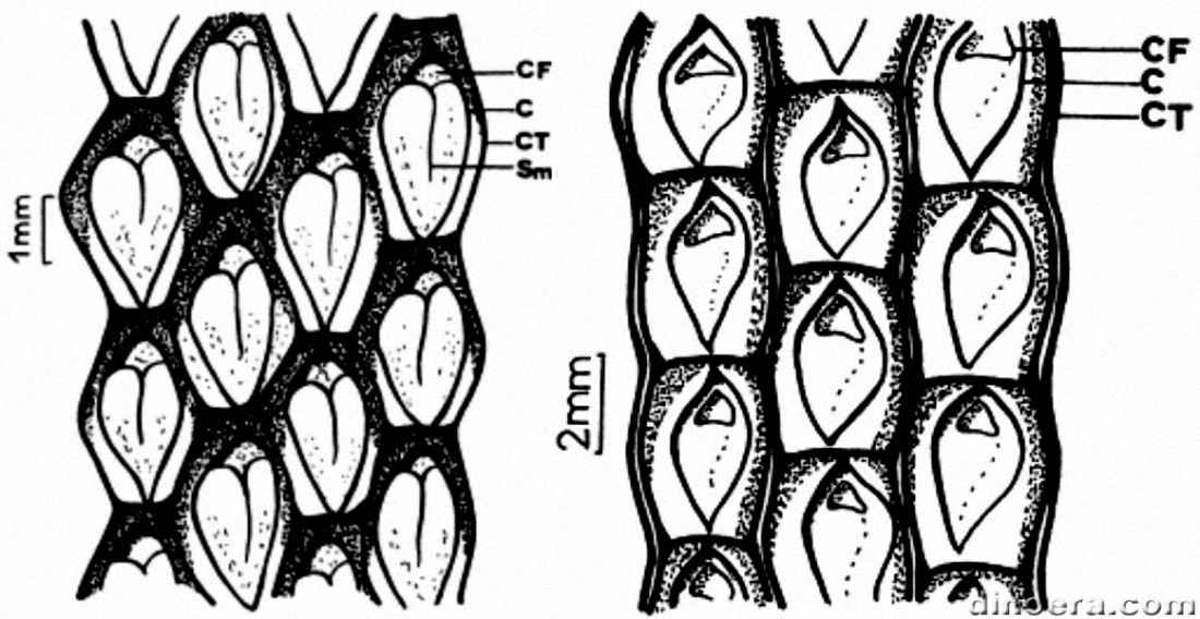 Amadokia boureaui 01-02 cc