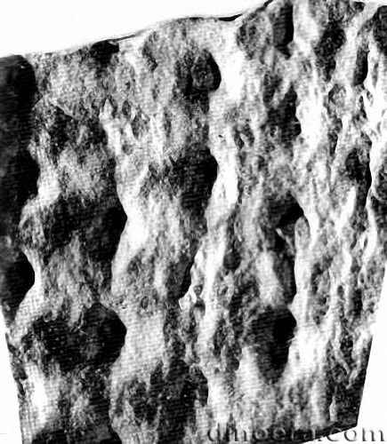 Amadokia boureaui 03 head cc