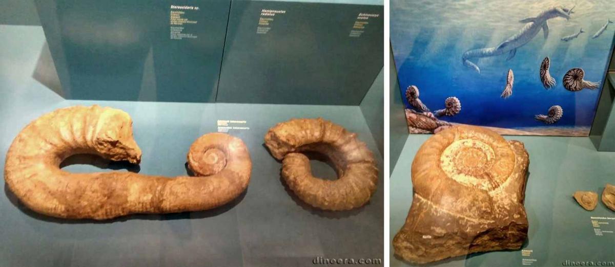 Ammonite