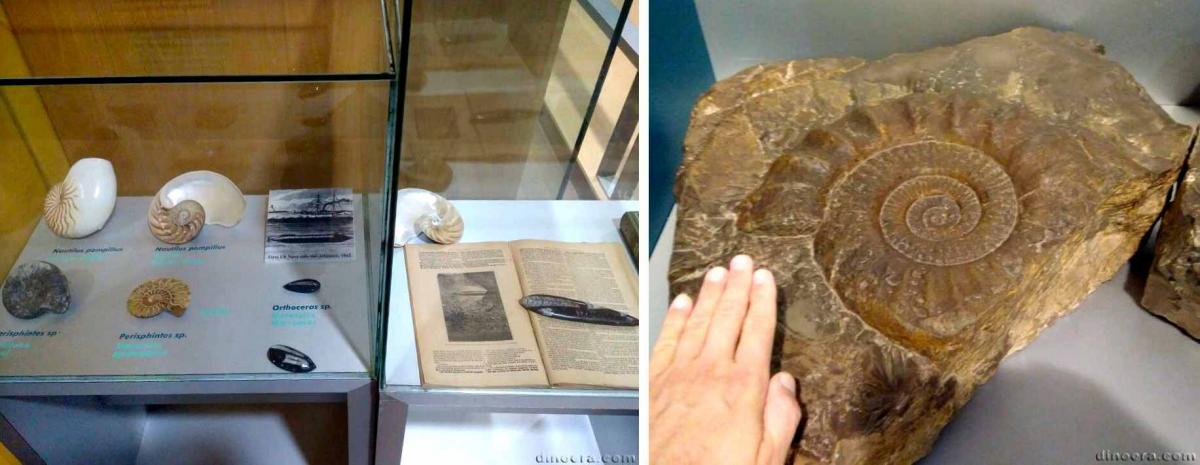 Ammonite