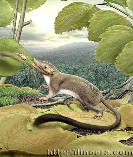 ancestor-placental-mammals