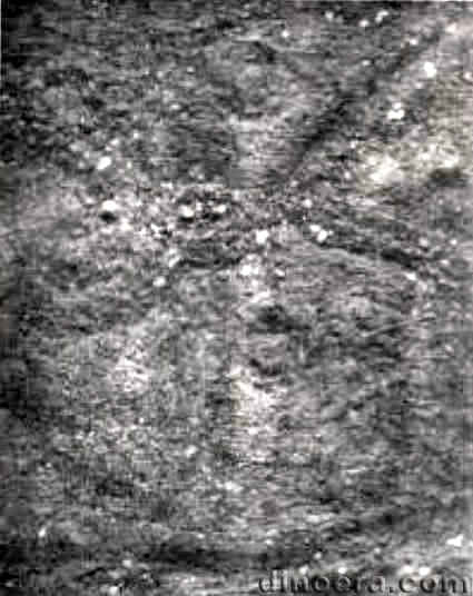 Angarodendron simile 01 cc