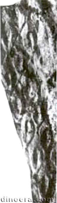 Angarophloios obscurus 01 cc