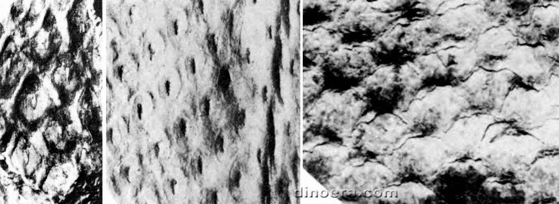 Angarophloios planus 01-02-03 cc