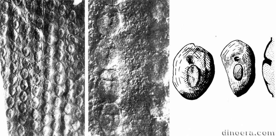 Angarophloios sigillaroides 01-02-04 cc