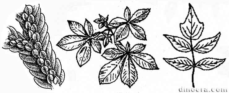 Anisophylia 01-02 cc