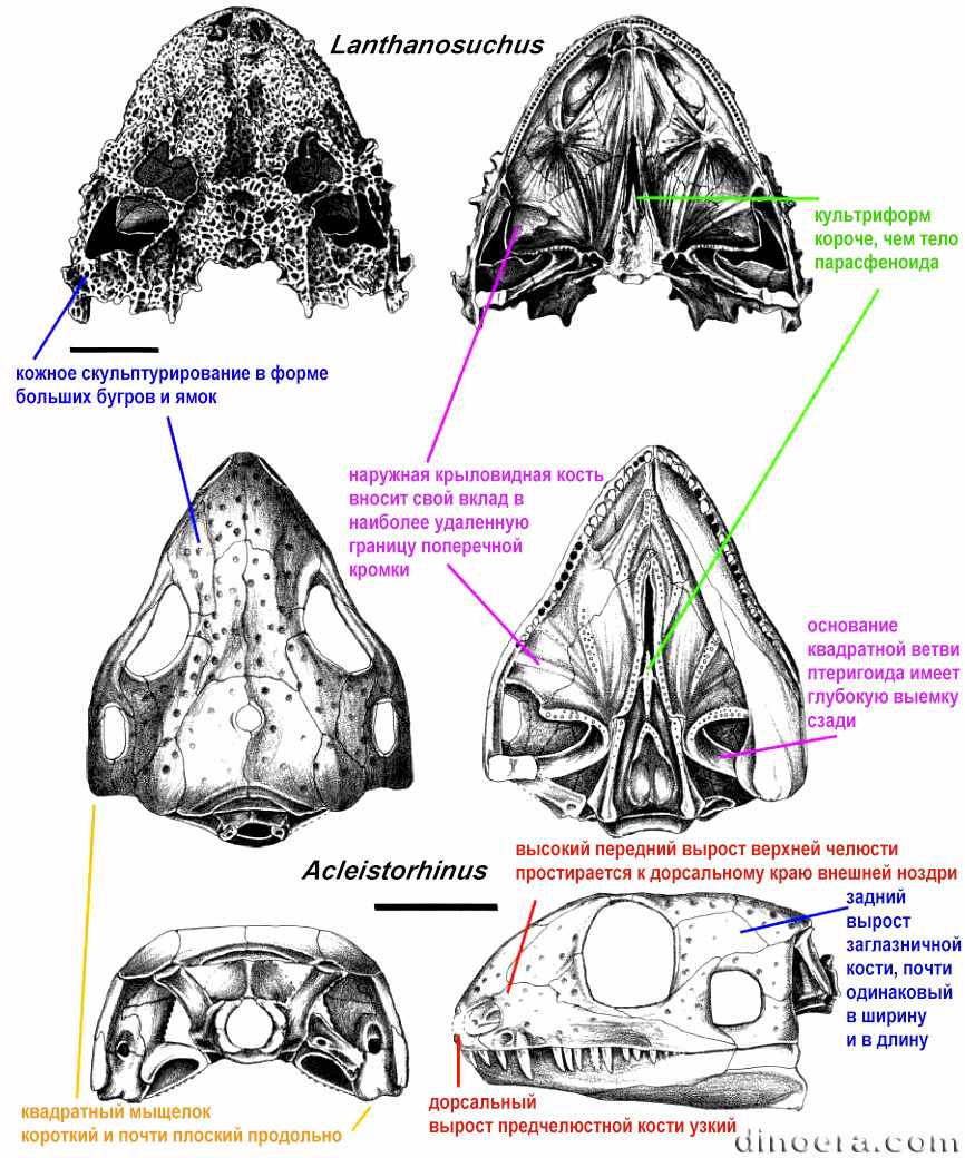 Ankyramorpha Ankyramorpha 01 cc