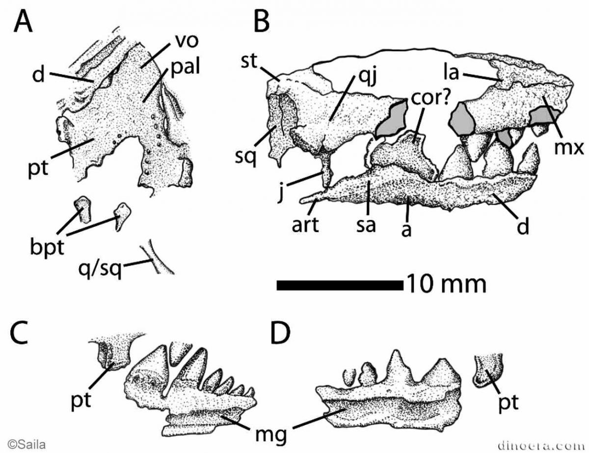 Anomoiodon liliensterni