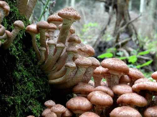 armillaria