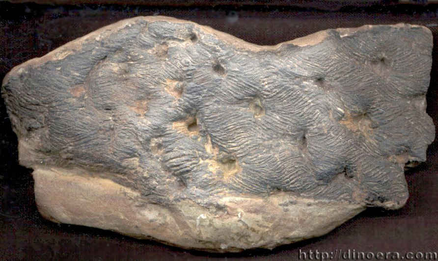 Asolanus camptotaenia 02