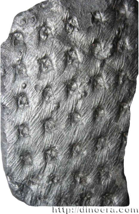 Asolanus ornithicnoides