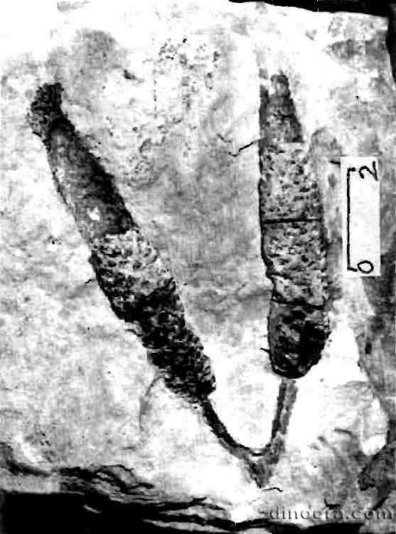 Bisporangiostrobus harrisii 01 cc