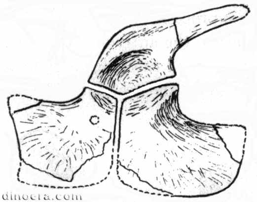 Bolosaurus striatus 20 cc