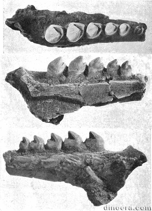 Bolosaurus striatus 22 cc