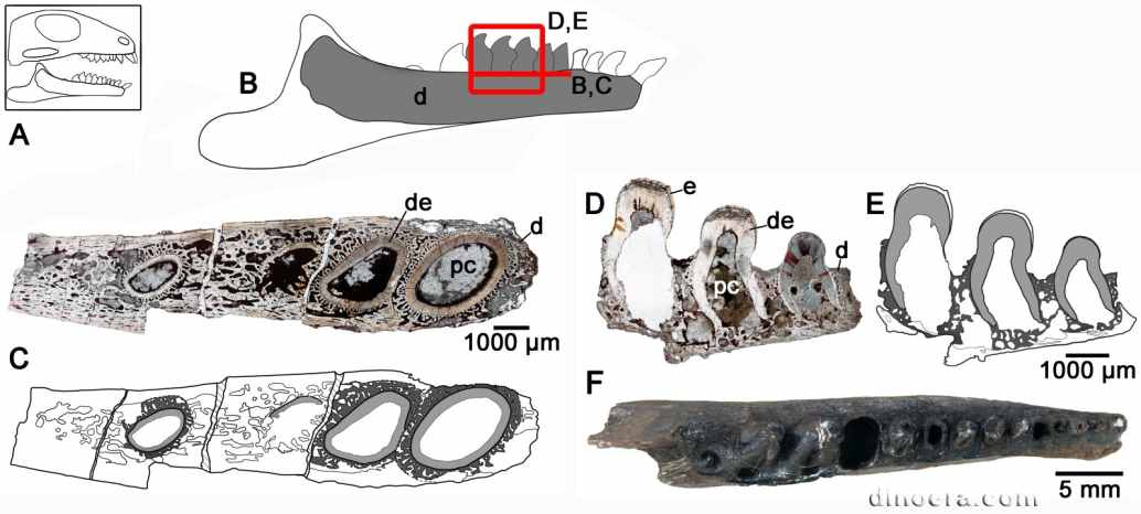 Bolosaurus striatus 25 cc