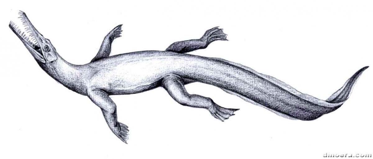 Brazilosaurus sanpauloensis 05 cc