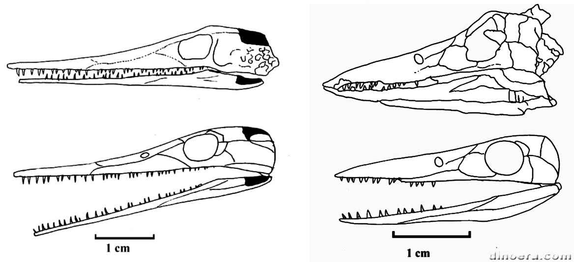 Brazilosaurus sanpauloensis 11-13 cc