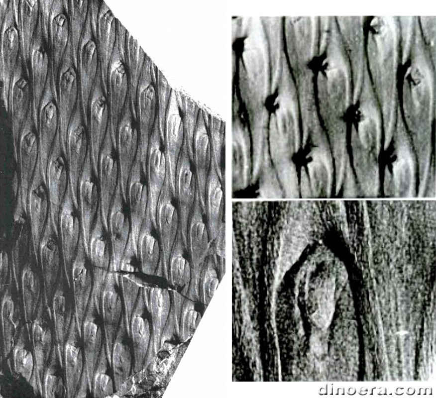 Bumbudendron nitidum 01-03 cc