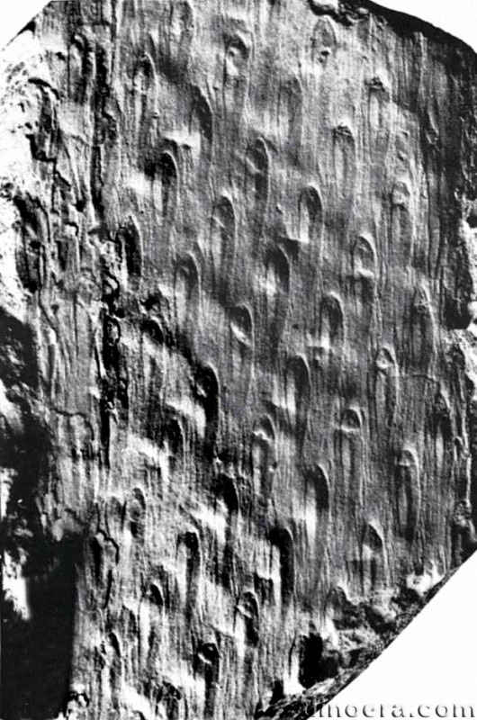 Bumbudendron paganzianum 01 cc