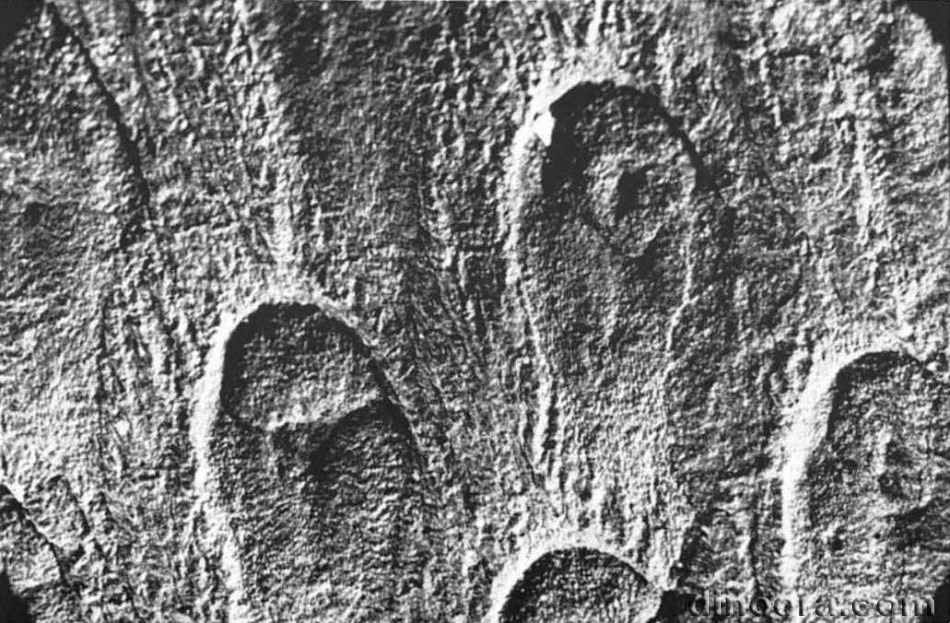 Bumbudendron paganzianum 03 head cc