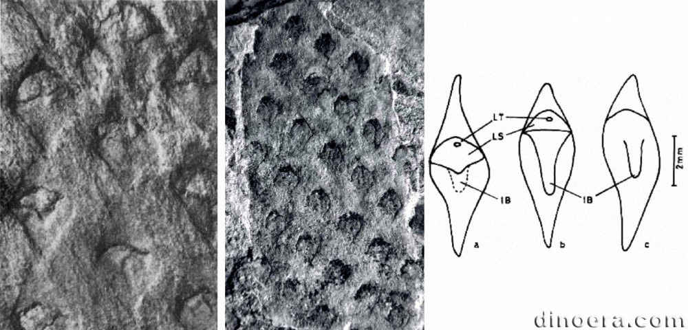 Bumbudendron versiforme 02-03-05 cc
