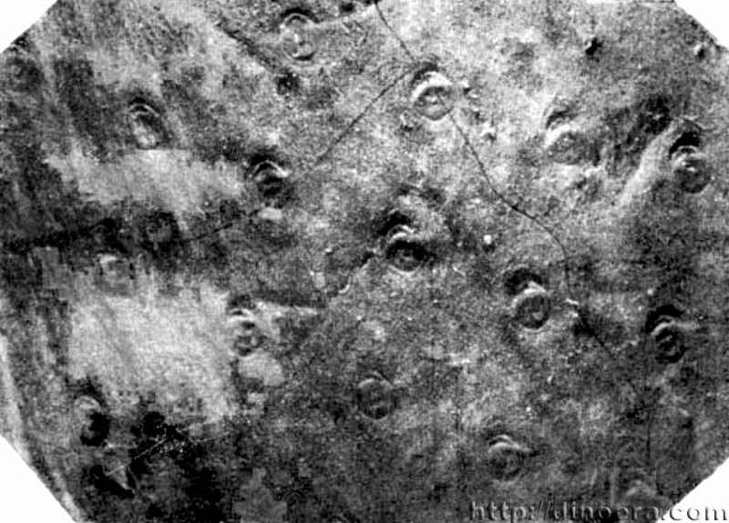 Caenodendron primaevum 04