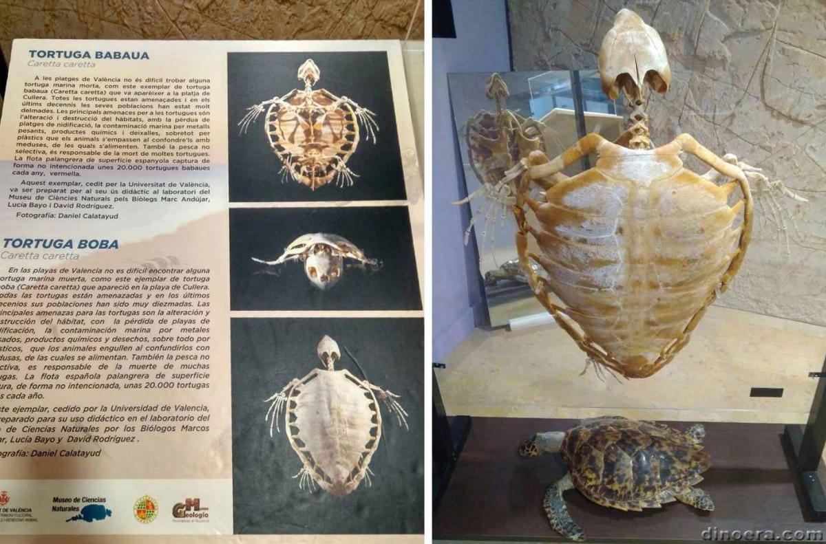 Caretta