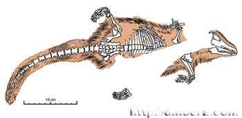 Castorocauda