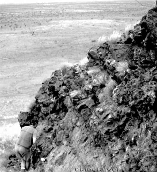 Cattle Well Formation, Mallina 03 cc