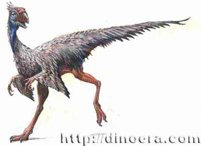 Caudipteryx