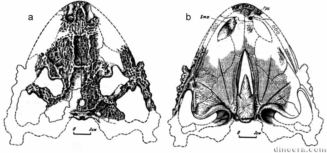 Chalcosaurus rossicus Chalcosaurus rossicus 03 cc