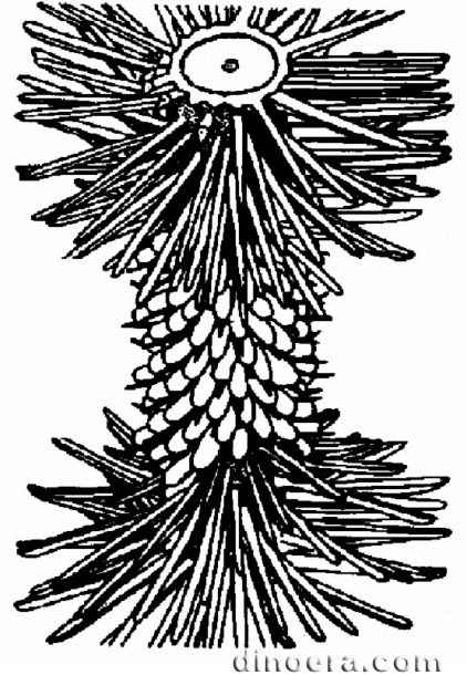 Chaloneria 01 cc