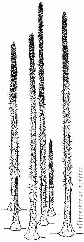 Chaloneria cormosa 01 cc
