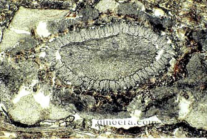Chaloneria cormosa 02 cc