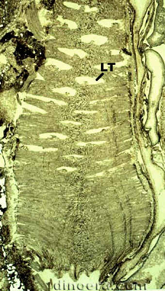 Chaloneria cormosa 05 cc