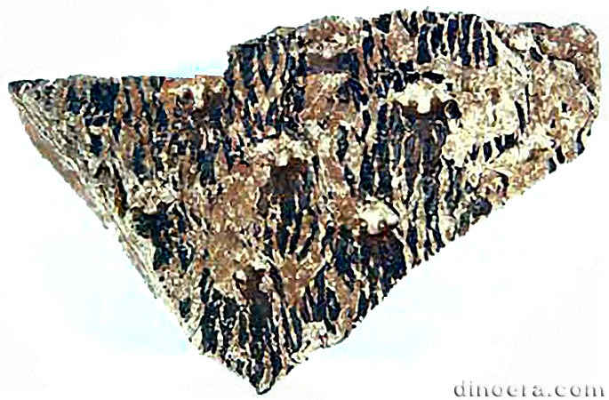 Chaloneria cormosa 07 cc