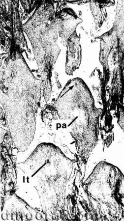 Chaloneria cormosa 08 cc