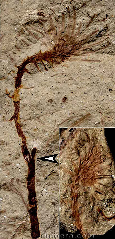 Changxingia longifolia 01 cc