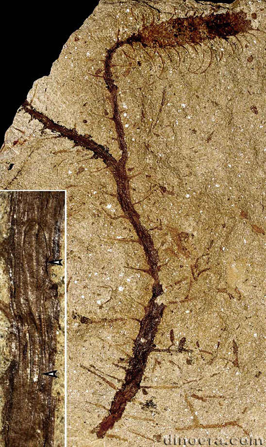 Changxingia longifolia 02 cc