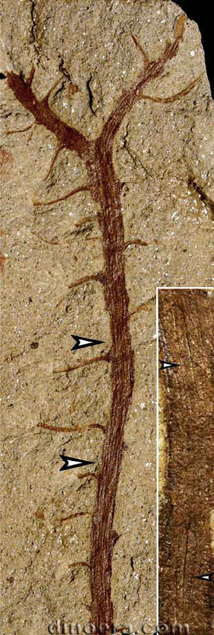 Changxingia longifolia 03 cc