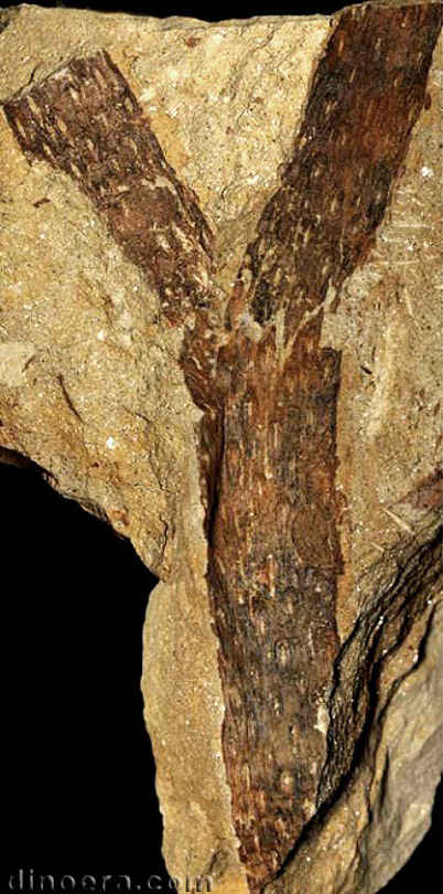 Changxingia longifolia 04 cc